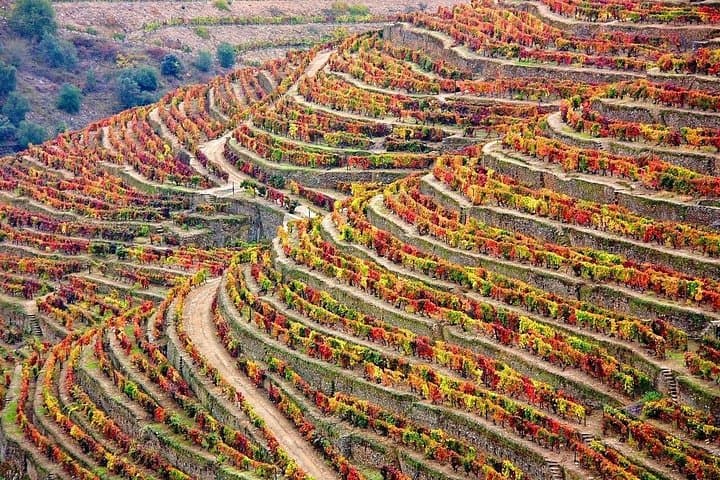 Douro Valley Tour: Wine Tasting, Cruise and Lunch from Porto