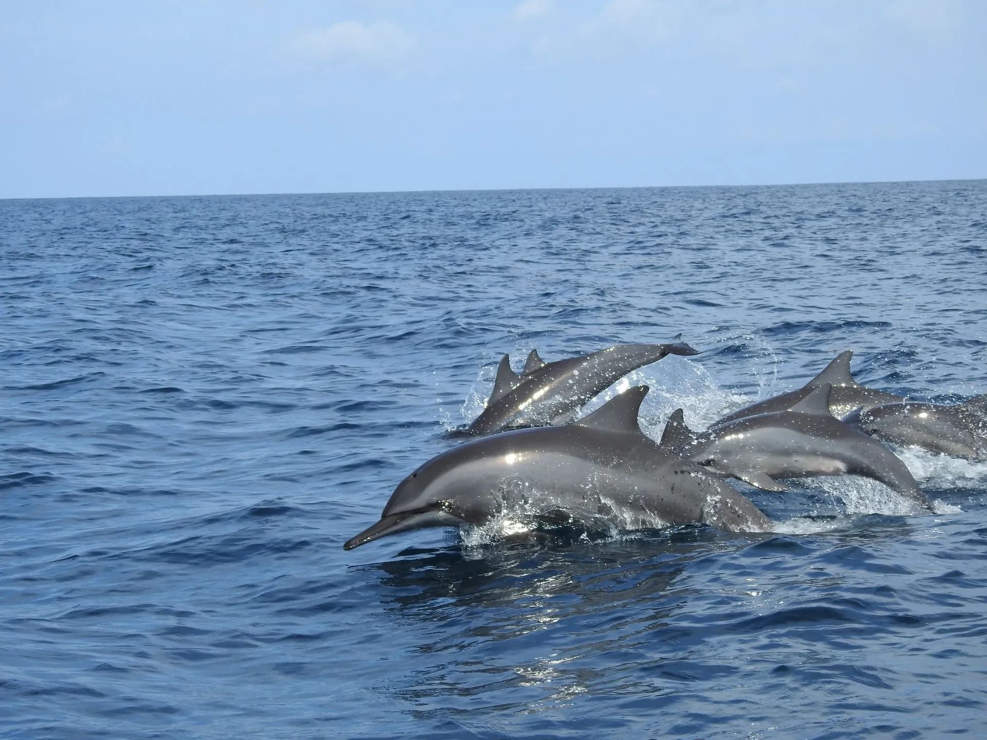 Common dolphins surfacing beside a small rigid inflatable boat off the coast near Lisbon
